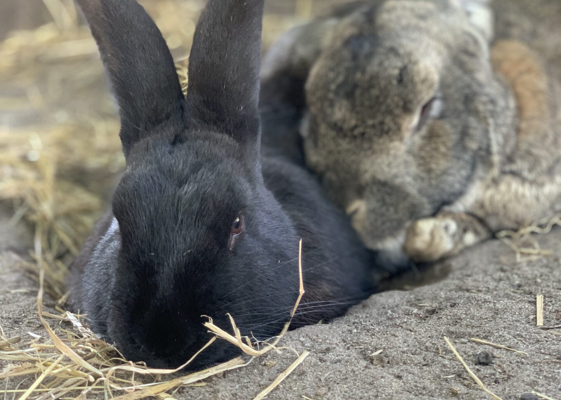 Besøg de søde klappedyr på Verdenskortet