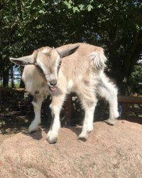 Gertrud rækker tunge Verdenskortet